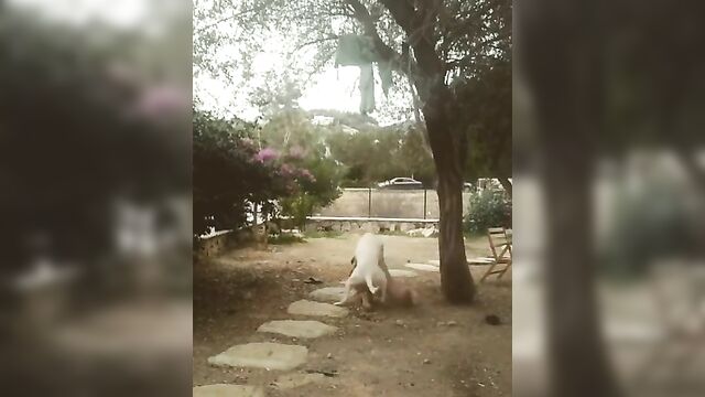 Father Watches A Dog Try To Fuck His Daughter - 3 image